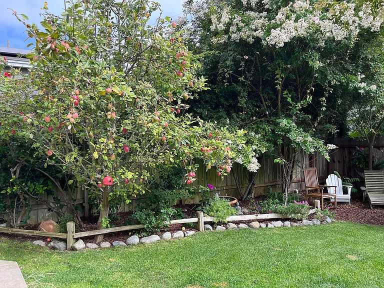 Apple tree on left, Crepe Myrtle on right.