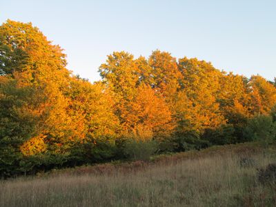 Carlson Rd, Cheboygan, MI, 49721