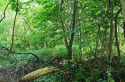 2nd image of 3701 Millers Run Rd