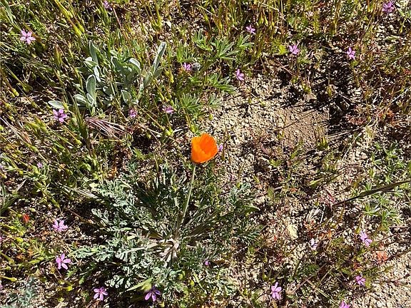 2nd image of 0 Lebec Rd Lot 1