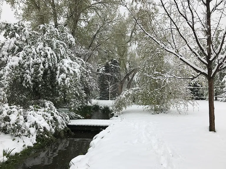 Backyard in Spring/Winter