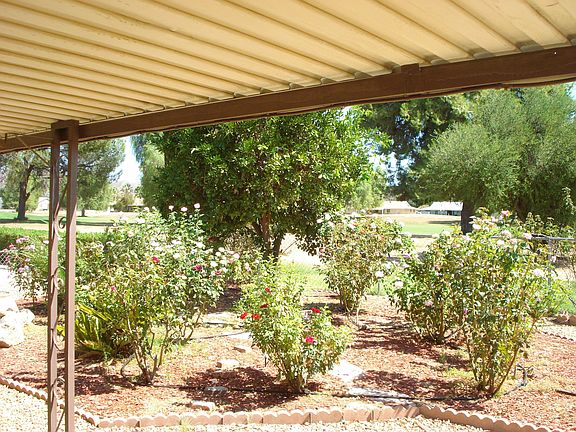view of rose garden