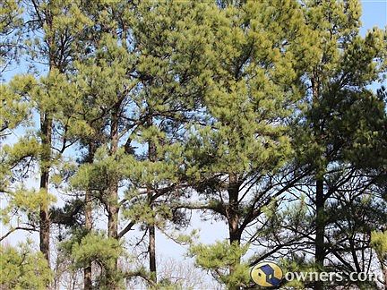 Beautiful Pine Trees all Around