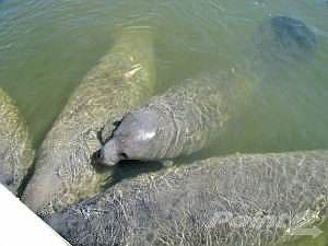 Manatee Family at the Dock