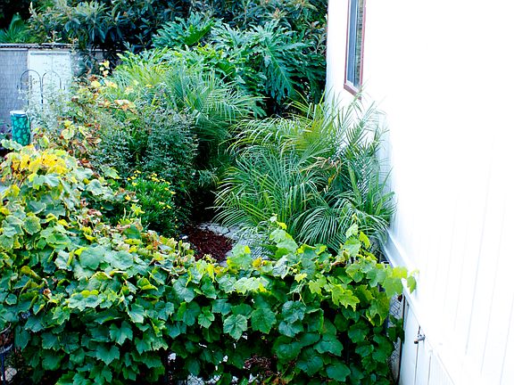 View of Backyard from Porch