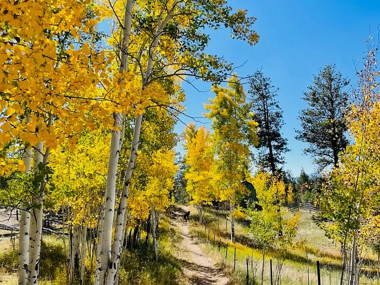 Trail to Pike National Forest