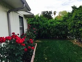 Roses by front window