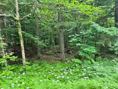 M11 L38 Essex Street, Dover Foxcroft, ME, 04426