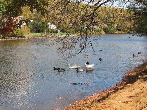 view from house of McCarter's pond