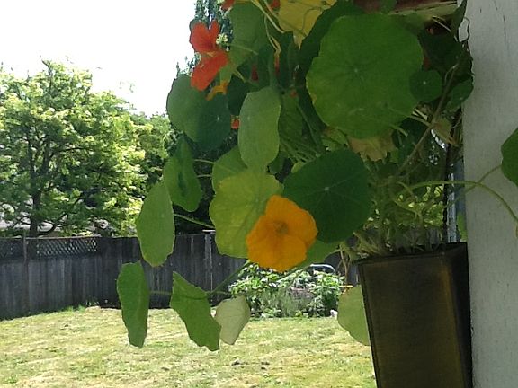 Back yard from covered patio