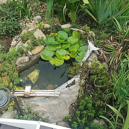 Pond, just off the deck