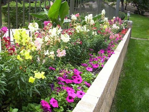 Beautiful Blooms