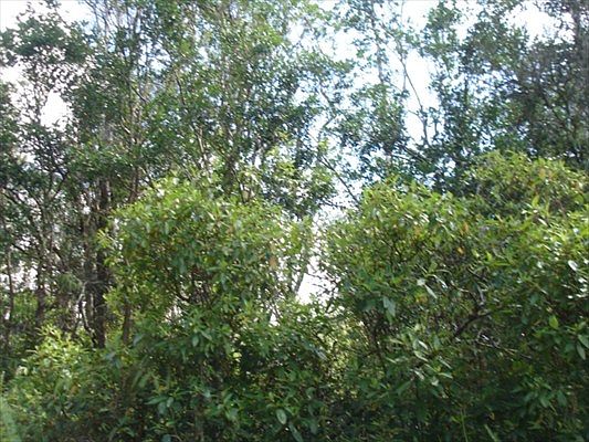 1st image of Road 9 Koloa Maoli Lot 5370