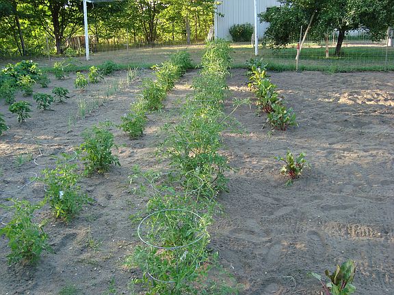 Back Veggie garden