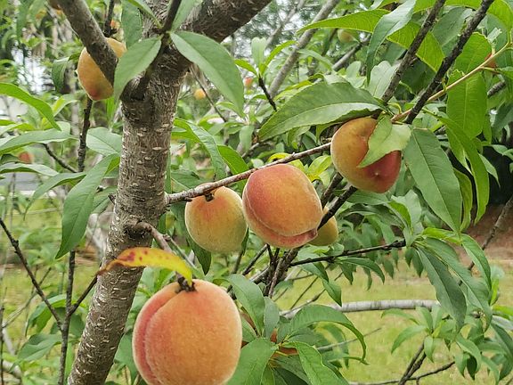 Peach Trees