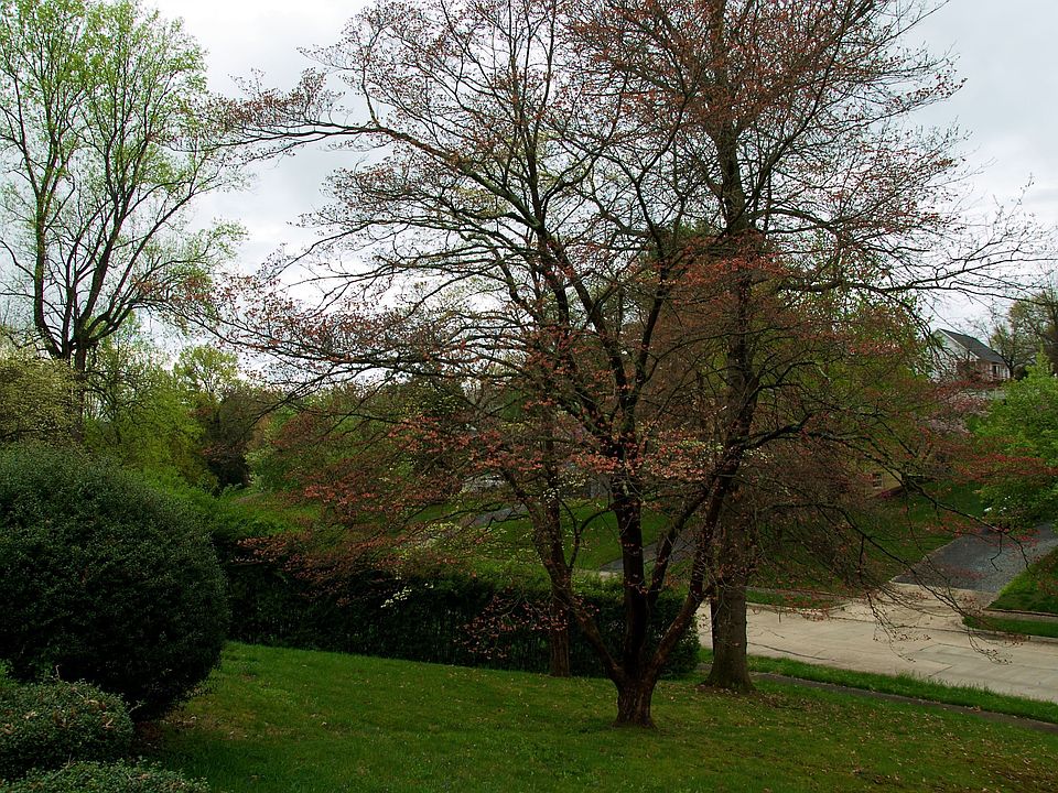 Dogwoods in Frontyard
