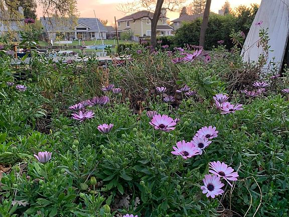 view from back main patio, perennial daisies