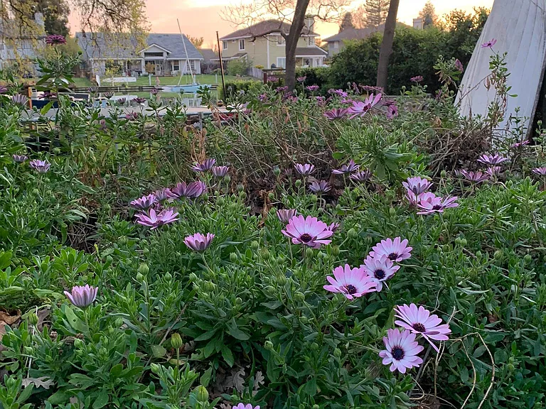view from back main patio, perennial daisies