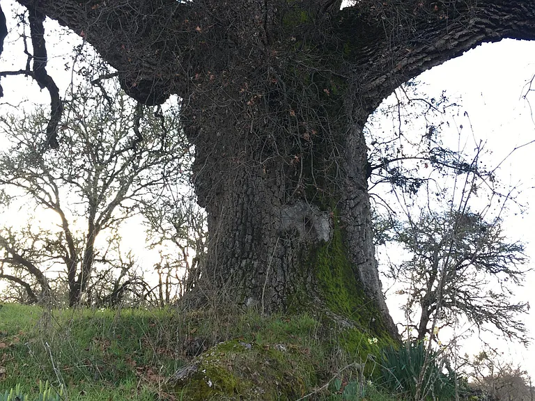 grandmother oak tree