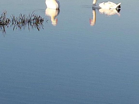 5th image of 528 Wetlands Edge Rd