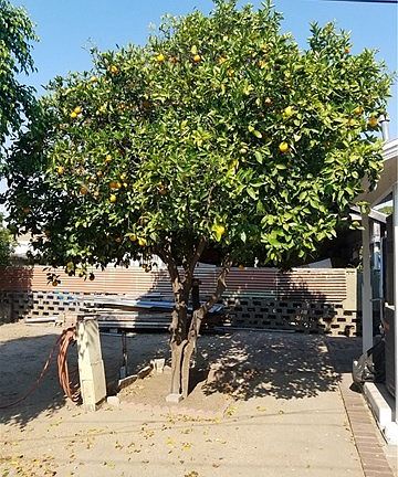 Orange Tree Back Section