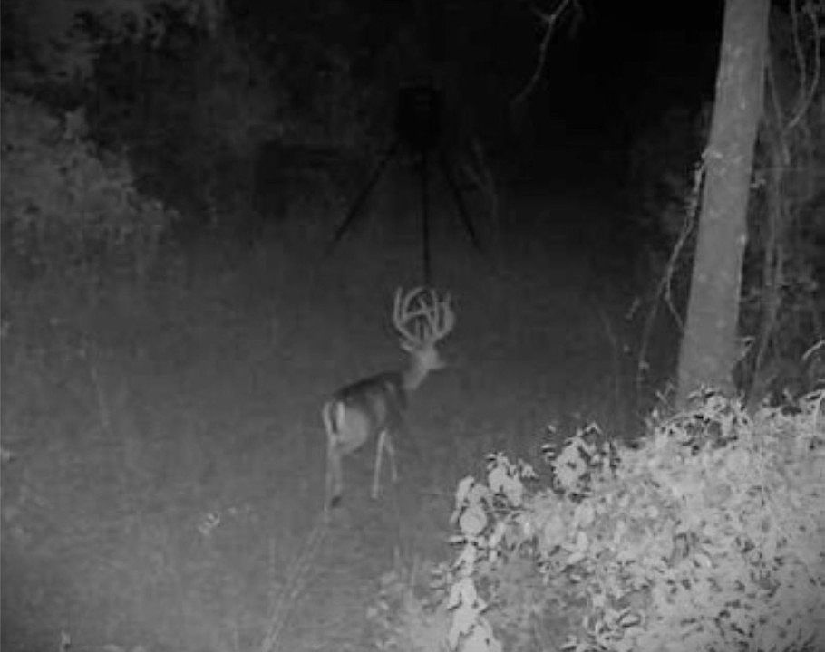 1st image of W Fm 852