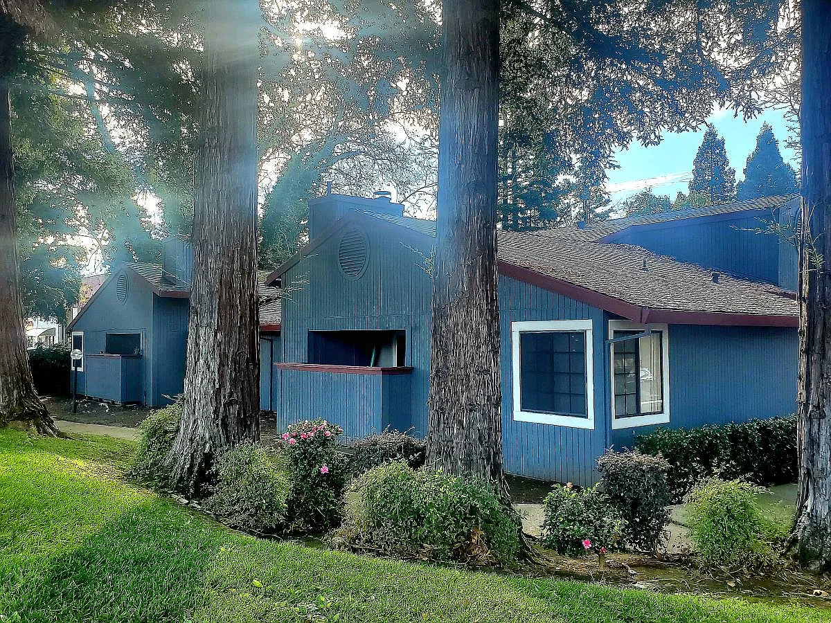 Sunrise Wood — Photo 2