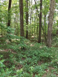 Old Duncan Bridge Rd, Arley, AL, 35541