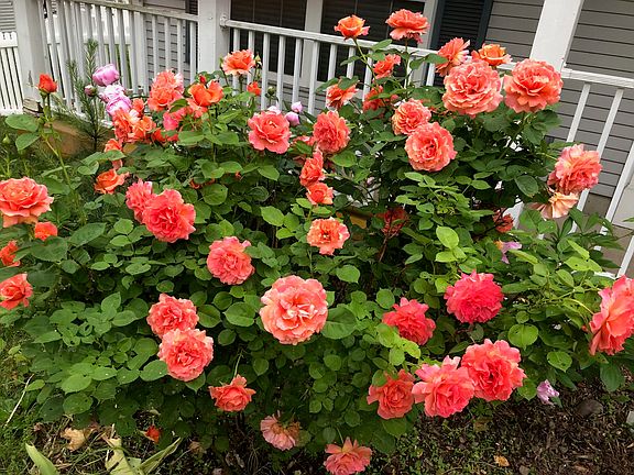 Front garden