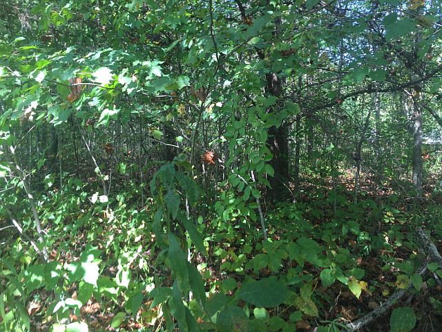 2nd image of 123 Camp Creek Rd