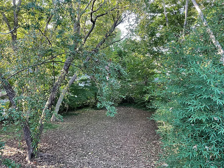 Large backyard