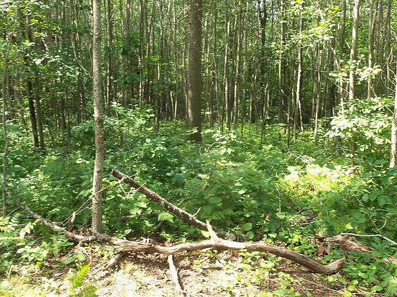 2nd image of LOT 7 Birch Tree Trl