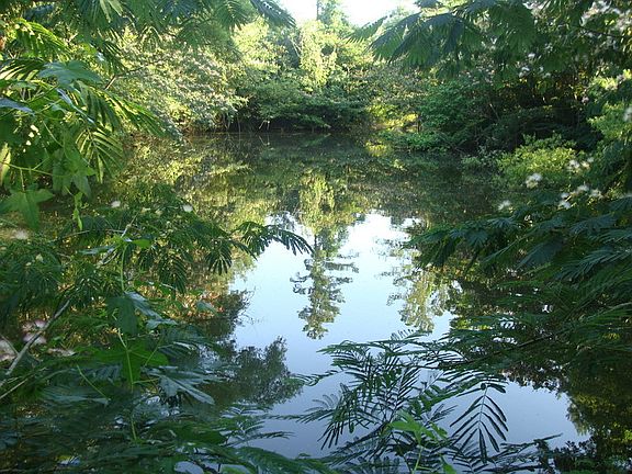 Pond
						:
						View from off of dam end. The pond was stocked 6 years ago. Catfish & Bream