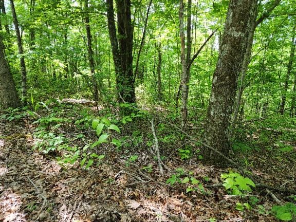 2nd image of 0 Forest Ln Lot 6