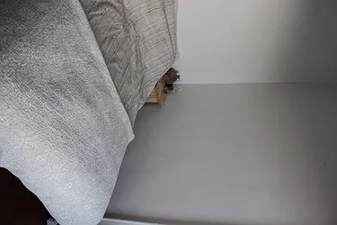 Rented by 50 Stanhope LLC