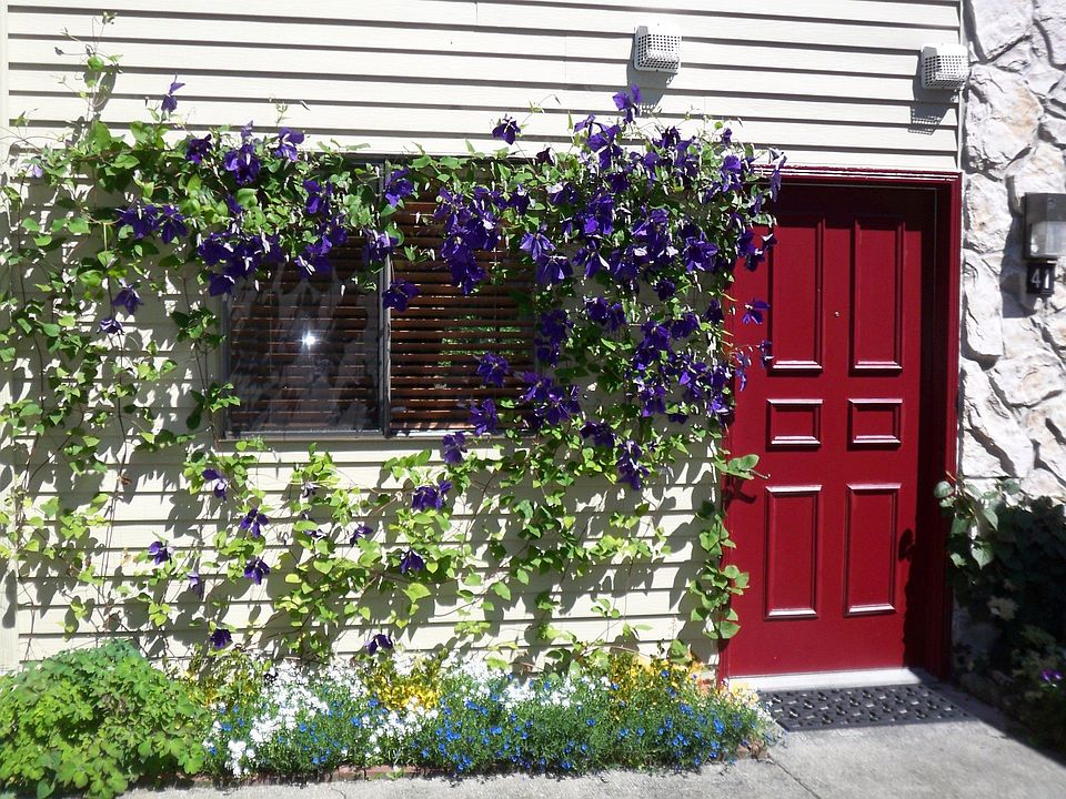 Blooming Clematis