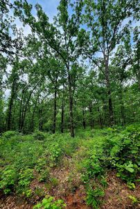 Tbd Bobwhite Rd, Gilmer, TX, 75645