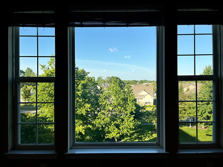 View of trees and ground from the living room