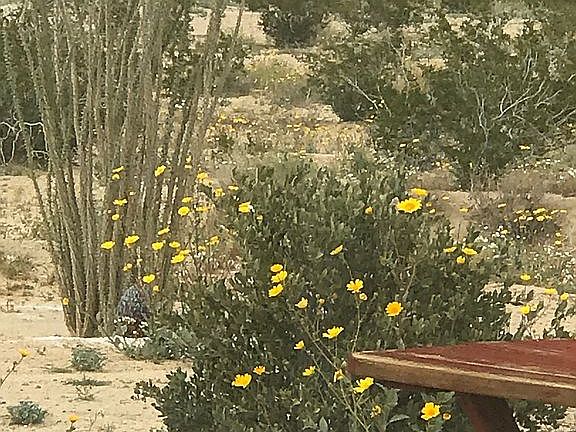 3rd image of 78225 Mesa Dr