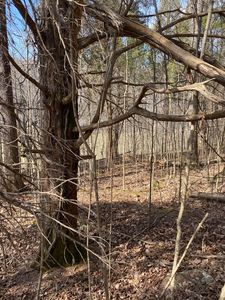 LOT 19 N Fork Dr, Burnside, KY, 42519