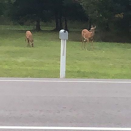 From the dinning room table 