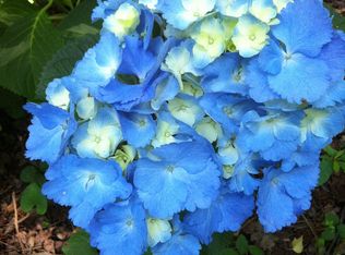 1039 Dresden Dr, Charlotte, NC 28205