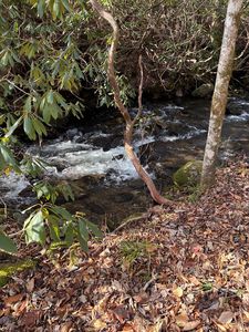 (Undisclosed Address), Otto, NC, 28763