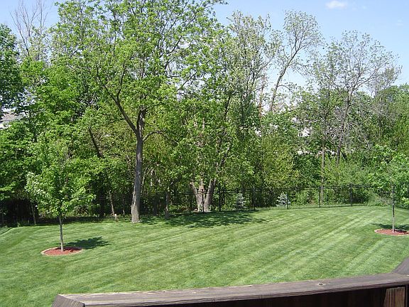 Wooded Lot
