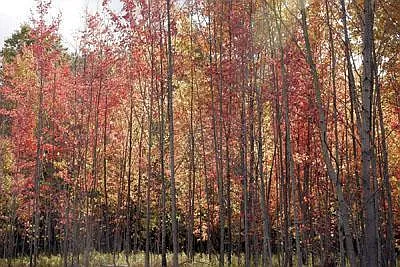 73 Timber Trl photo 1