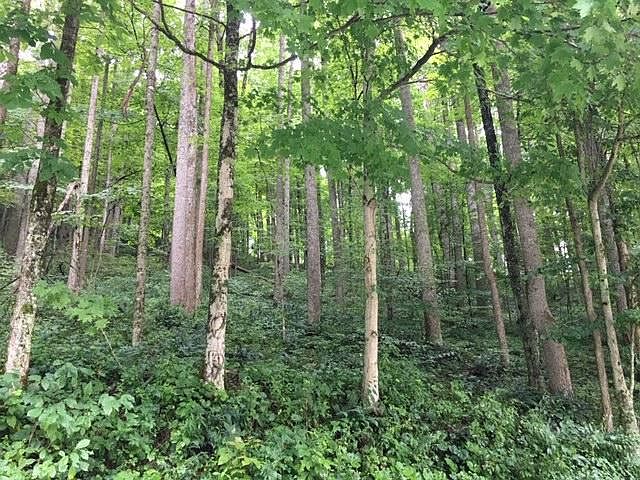 2nd image of 451 McKees Creek Rd