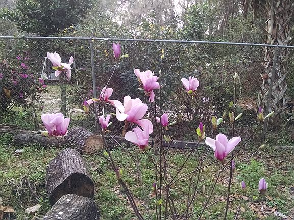Japanese magnolias