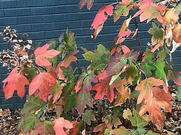 OakLeaf Hydrangea Fall Color