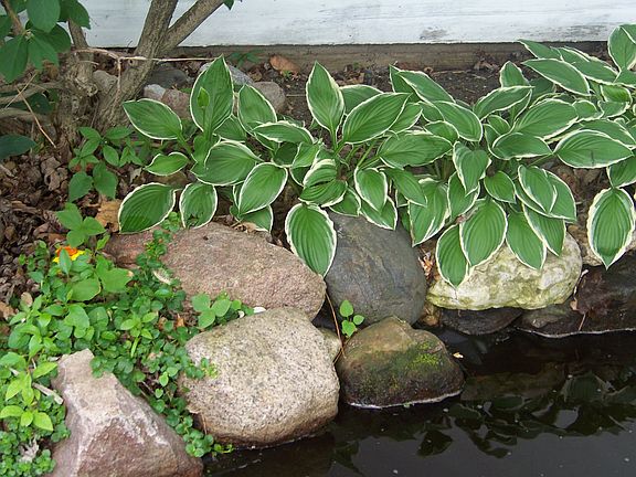 POND PLANTINGS