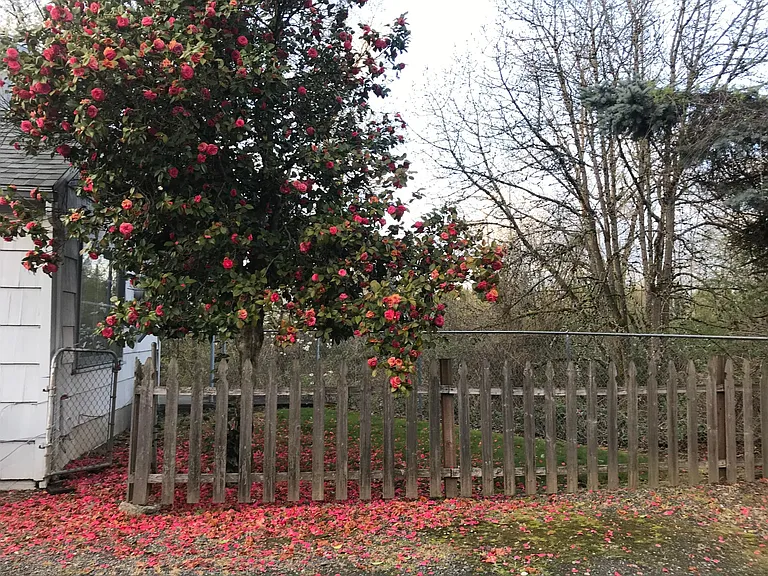 Side Yard